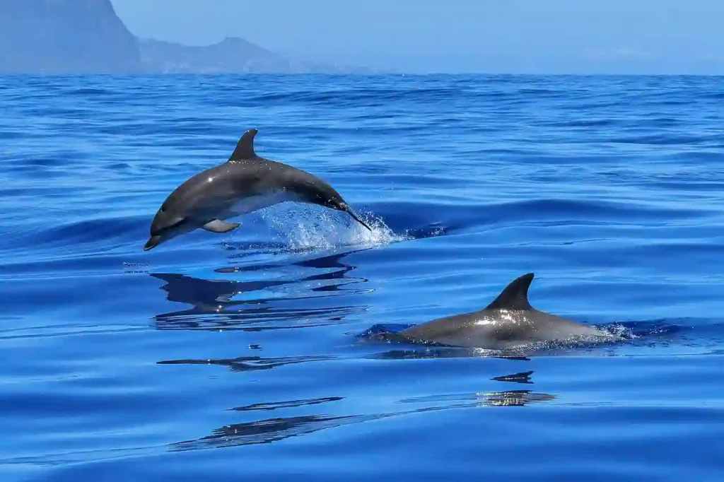 dolphins swimming and jumping out of water