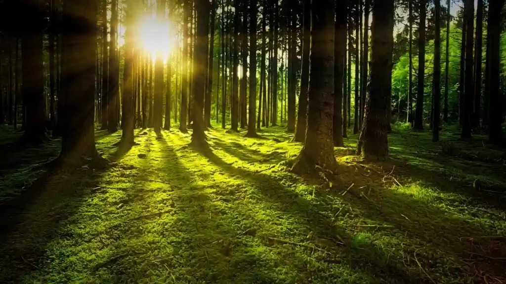 sunlight in forest