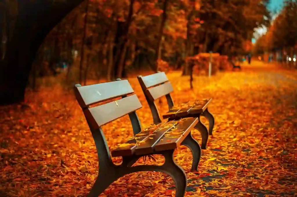 bench in park covered by leaves