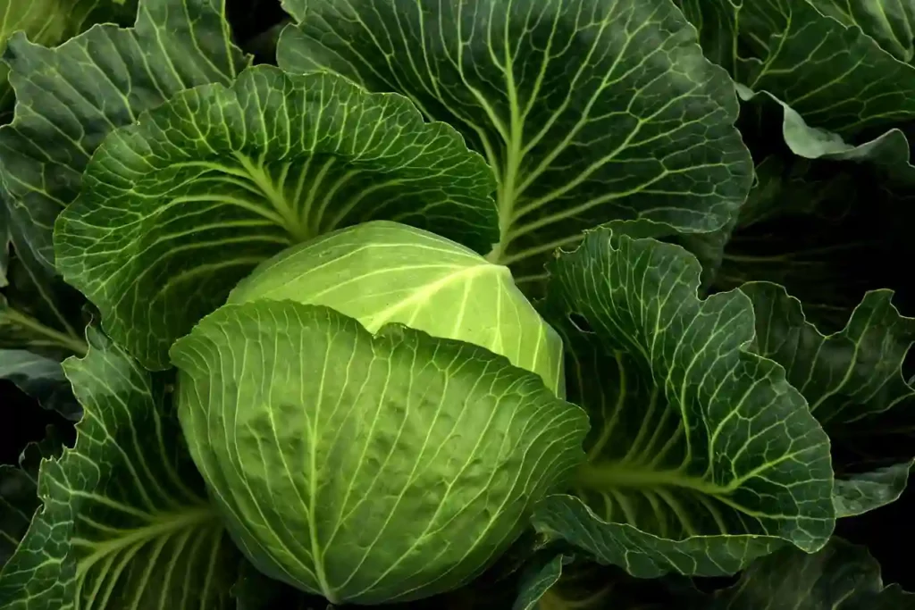 Biblical Dream Meaning Of Cabbage