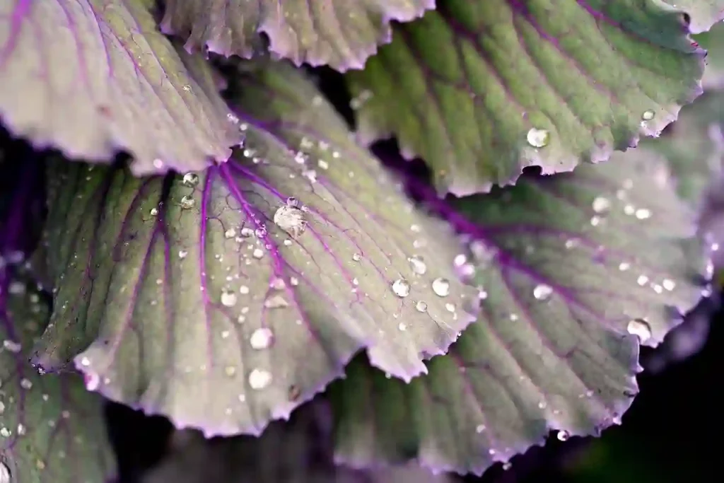 Beautiful cabbage leaves