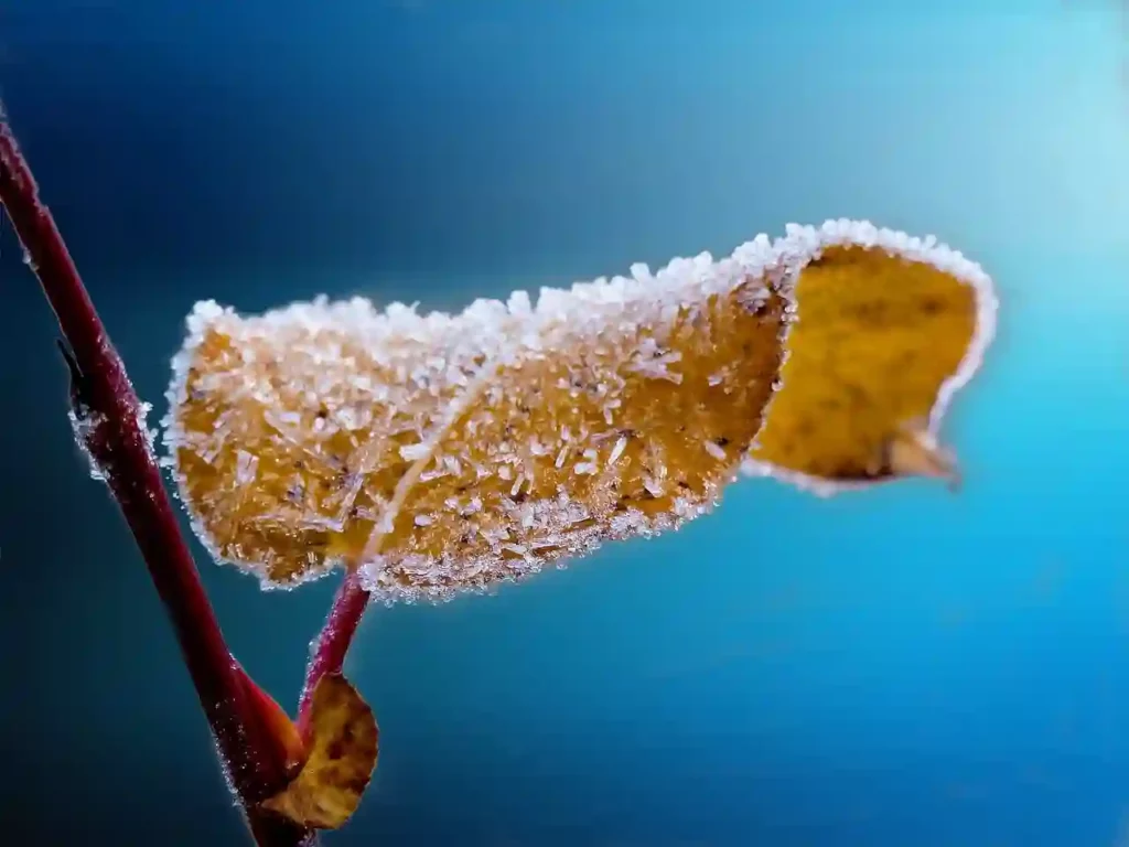 frozen leaf