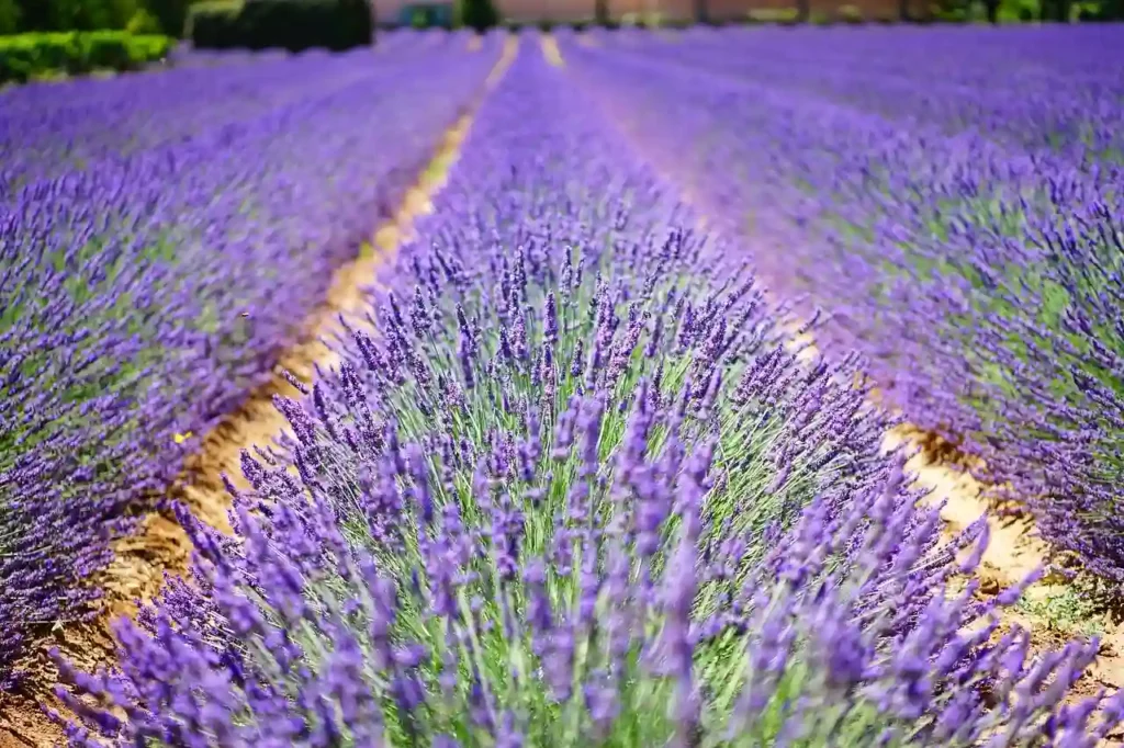 garden full of lavender