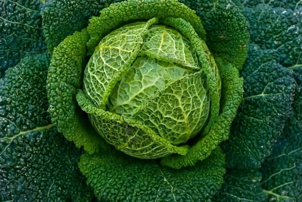 cabbage symbol