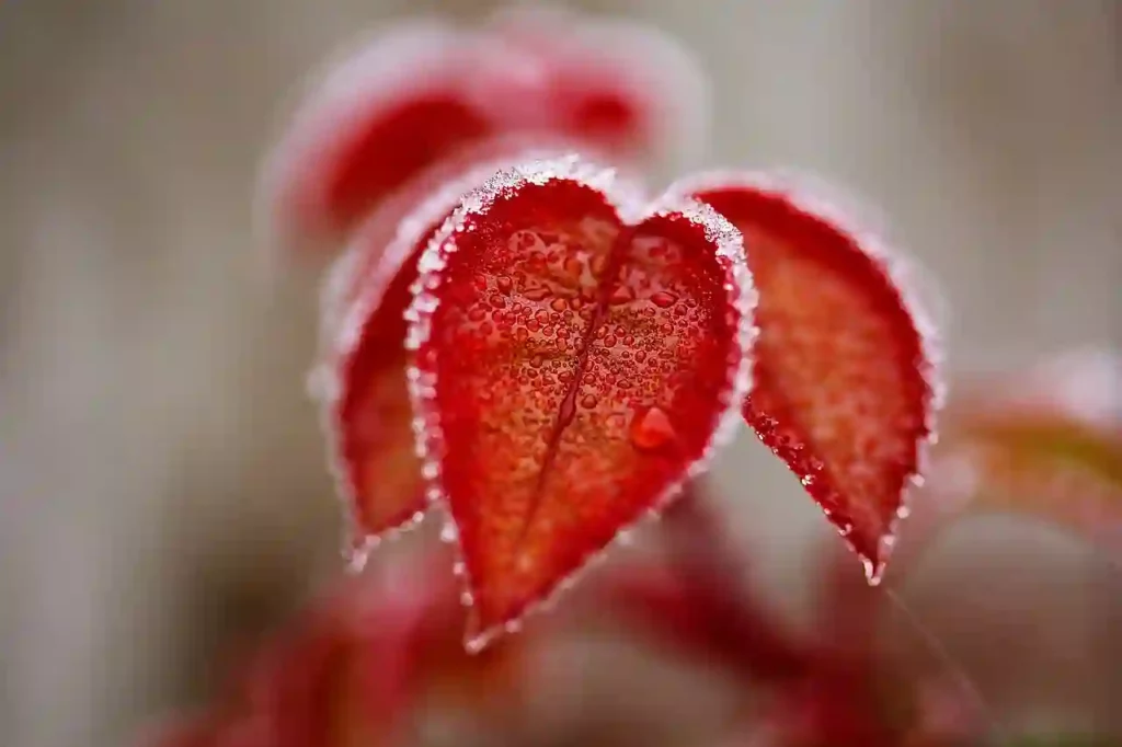 frozen leaves winter