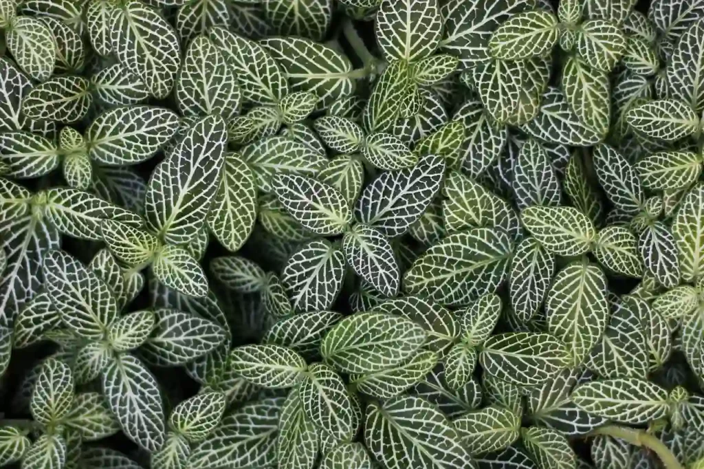 green and white leaves