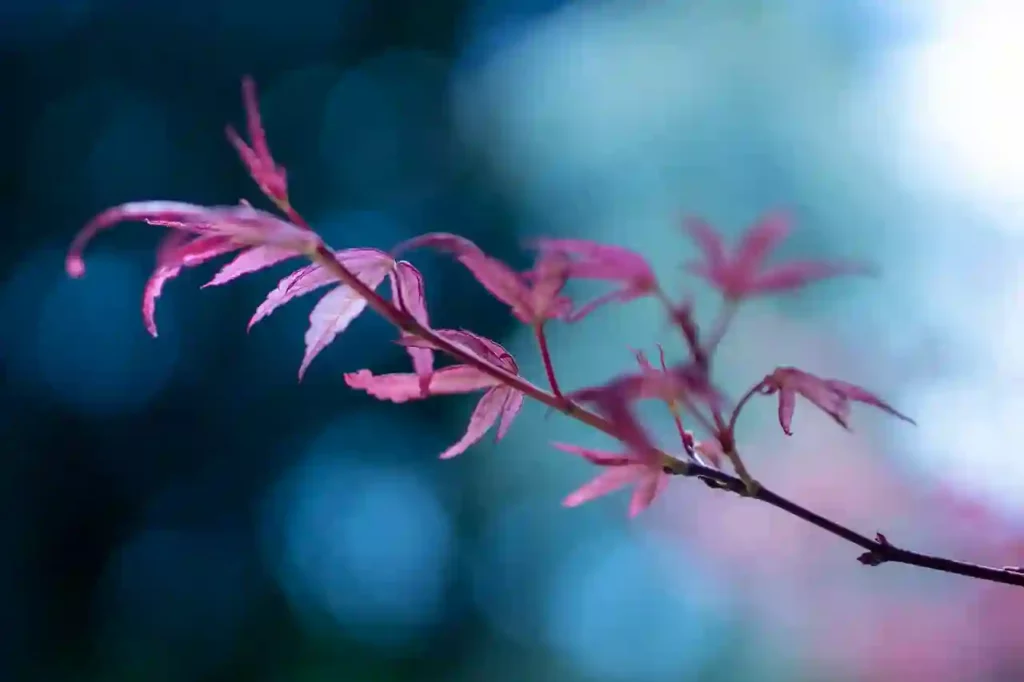 leaves on the branch