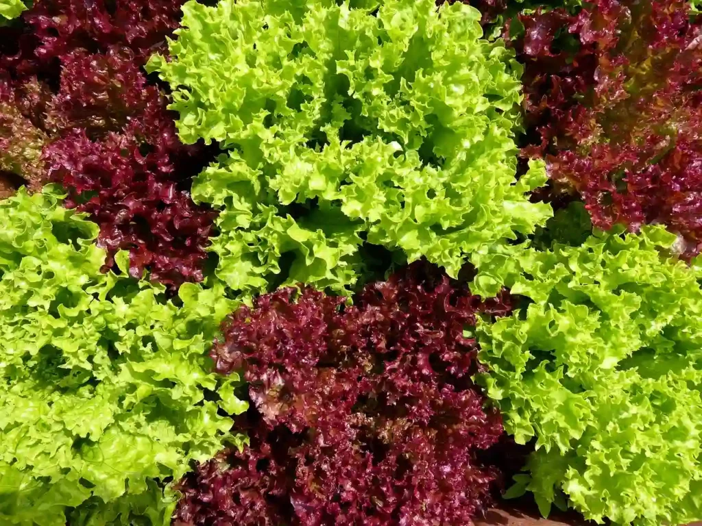 lettuce variations