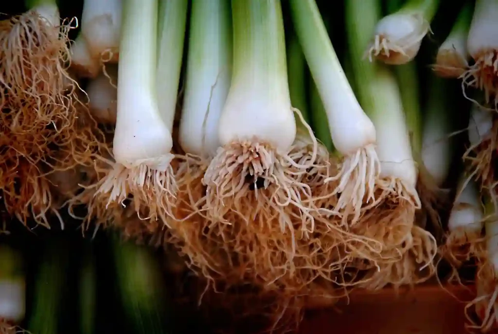 Roots of an onion