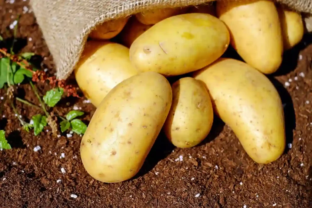 Biblical Meaning Of Potatoes In a Dream Exploring Wisdom From