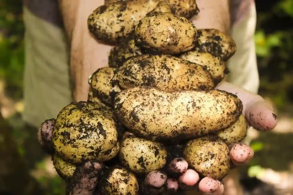 digging up potatoes in a dream