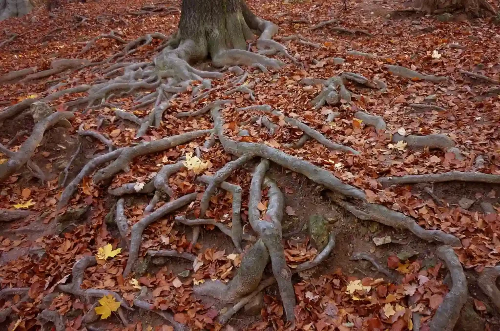 tree root system