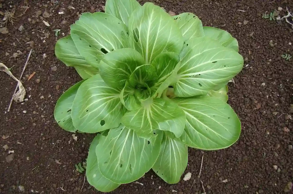 spinach vegetable in a garden