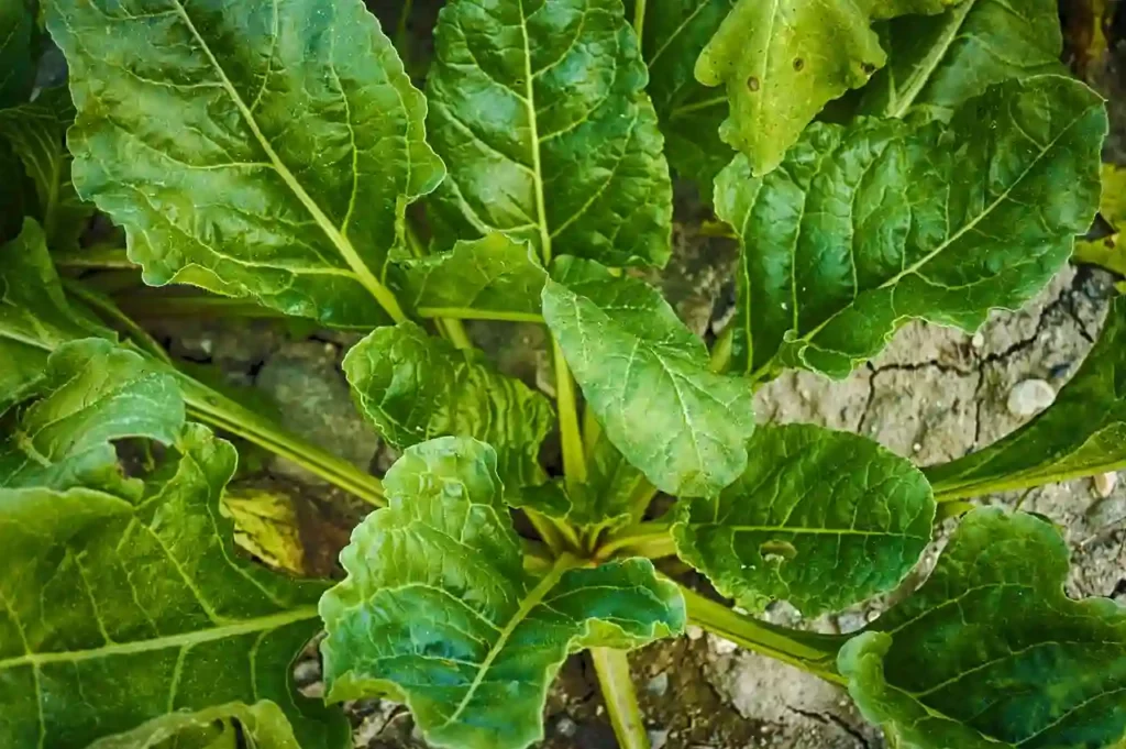 spinach plant grownig
