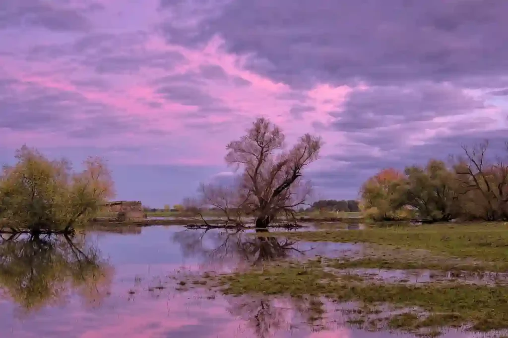 flooded field