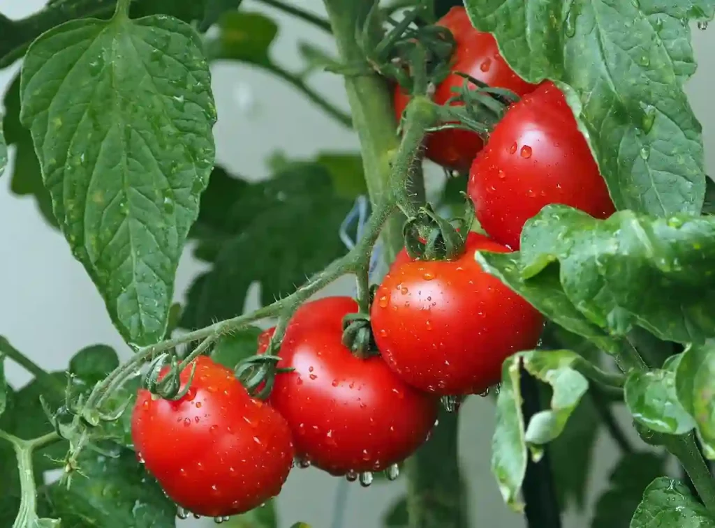 plant full of tomatoes