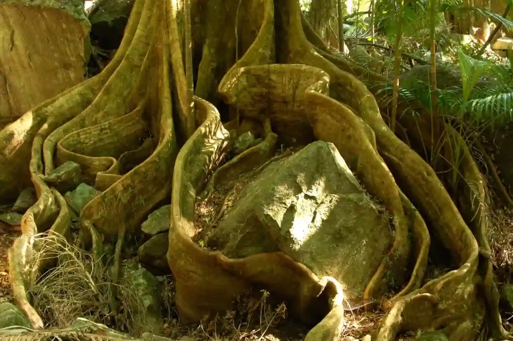 forest tree roots