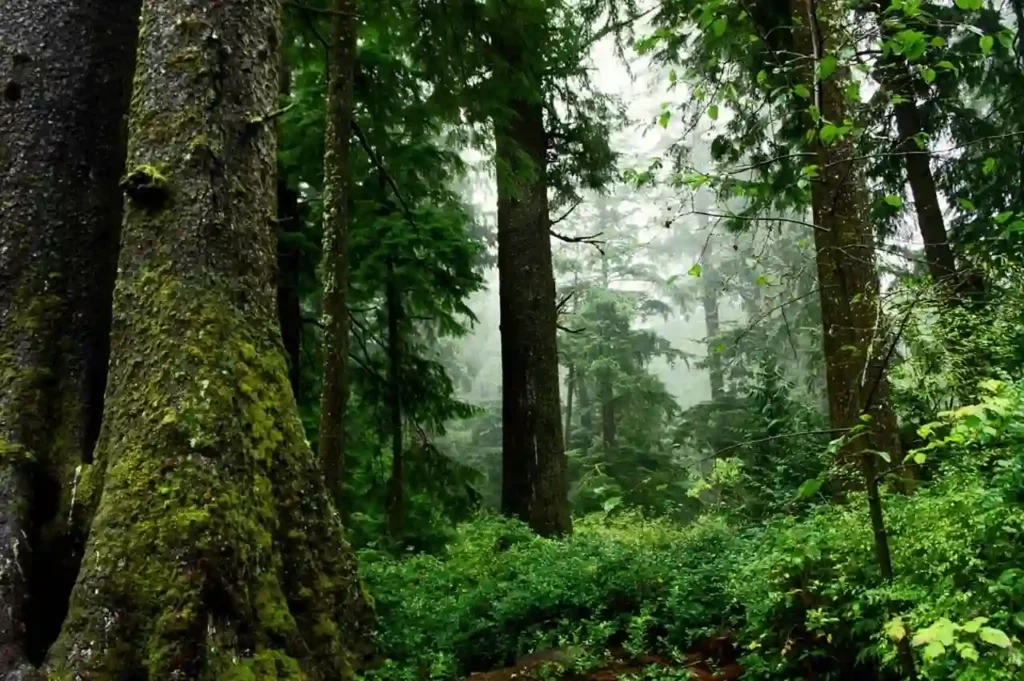 trees in the forest