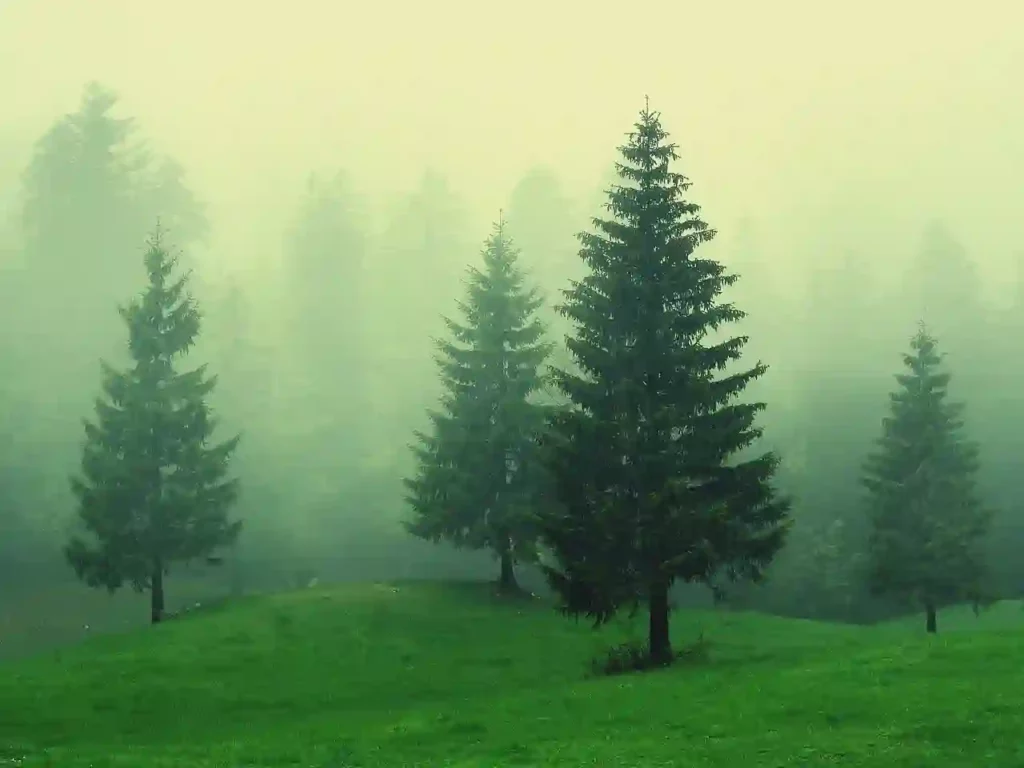 beautiful spruce forest
