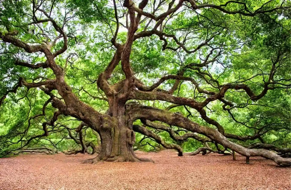 old-oak-tree