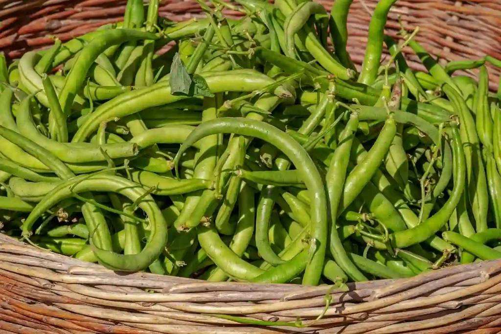 bush beans in the basket