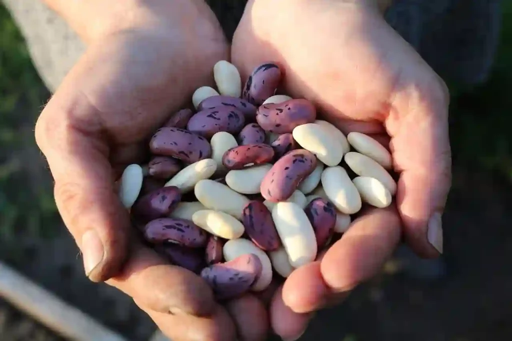 Mixed beans in hands