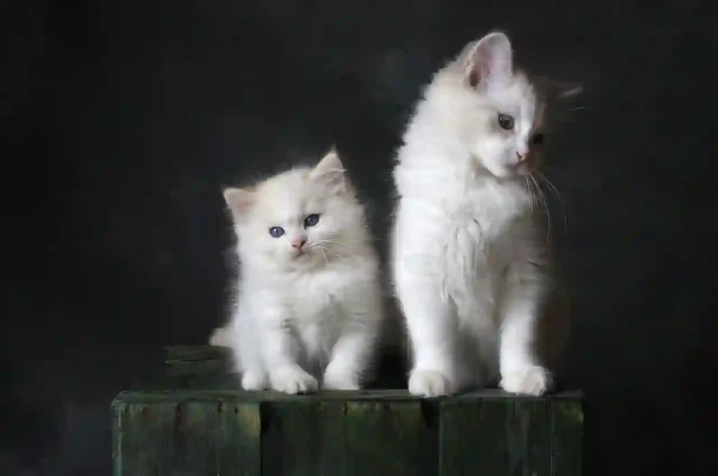 two white cats sitting