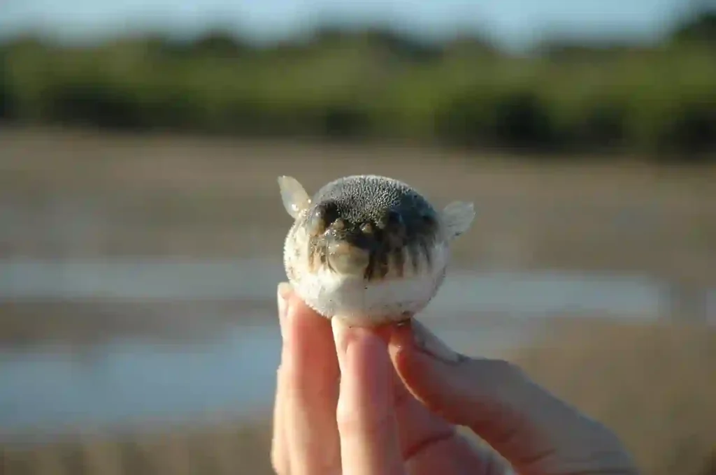 puffy fish in a hand