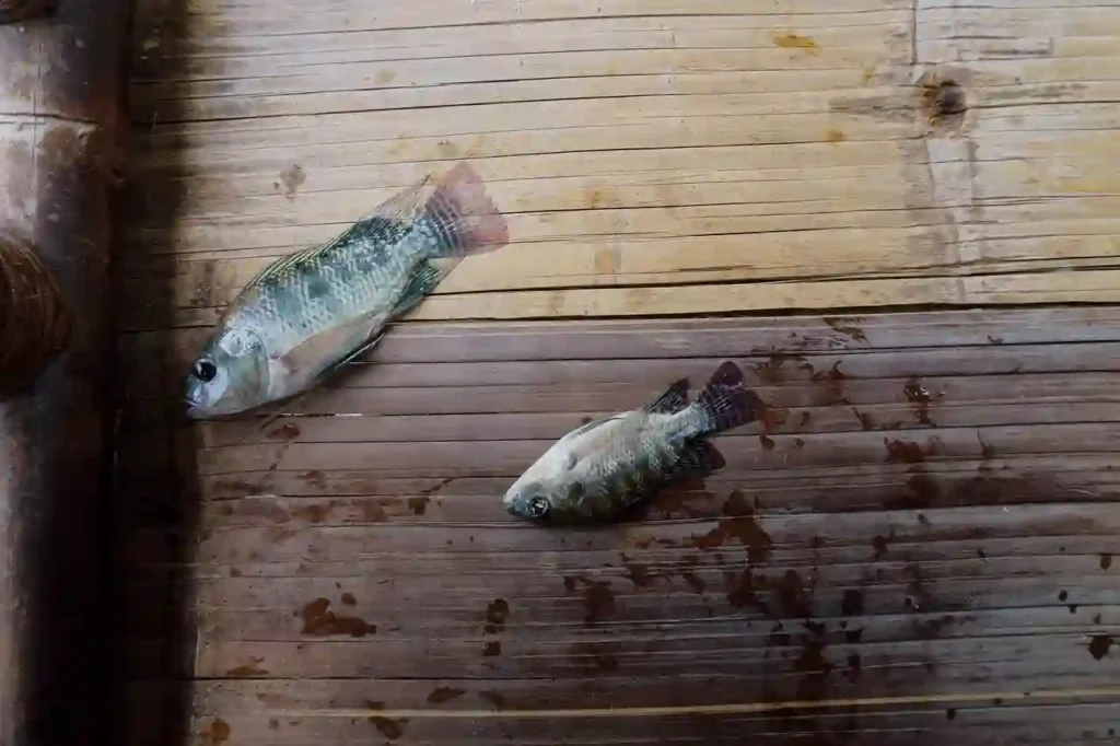 two fish on wooden plate