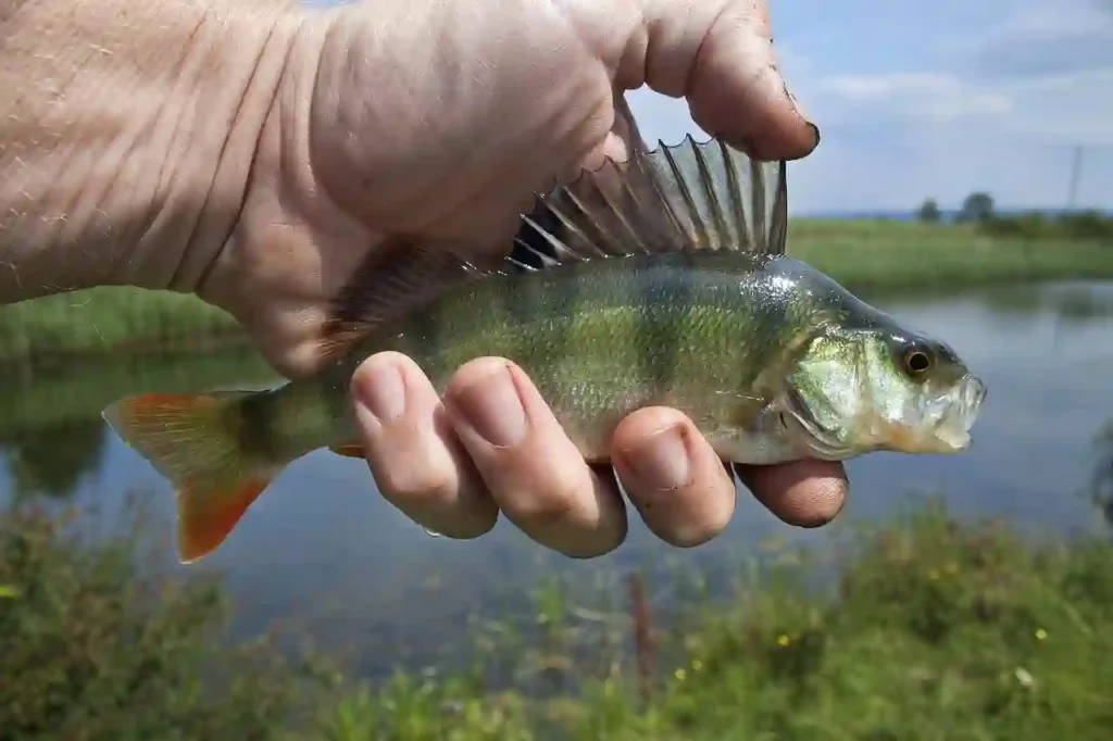holding a river fish