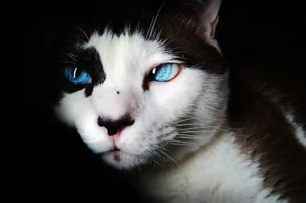 siamese cat blue eyes