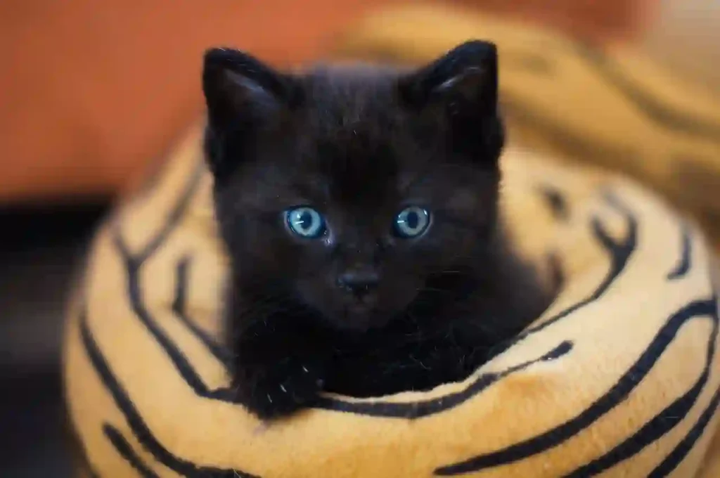 cute black kitten dream