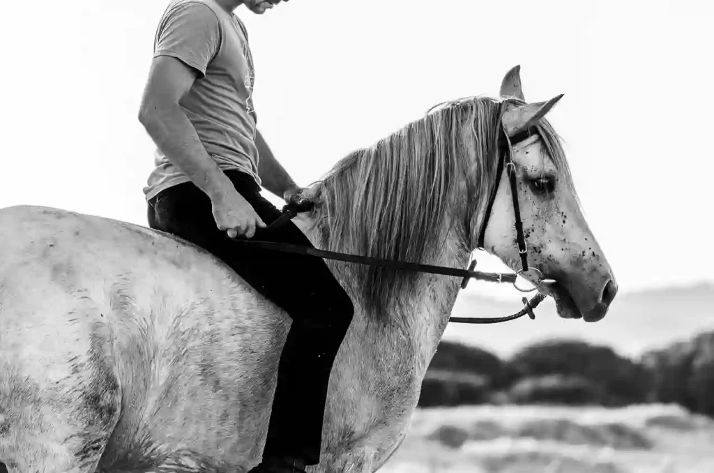 black and white riding horse