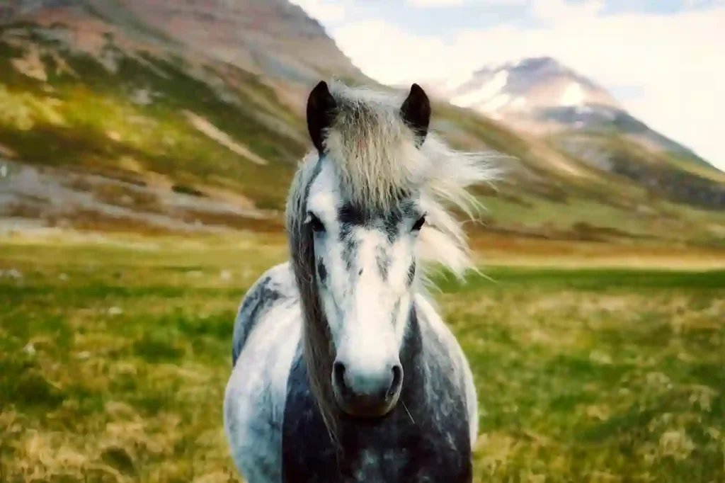 horse in iceland