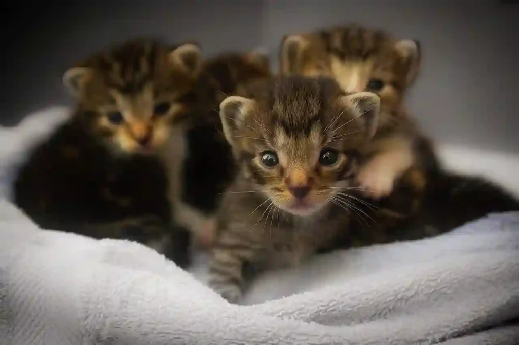 small kittens on blanket
