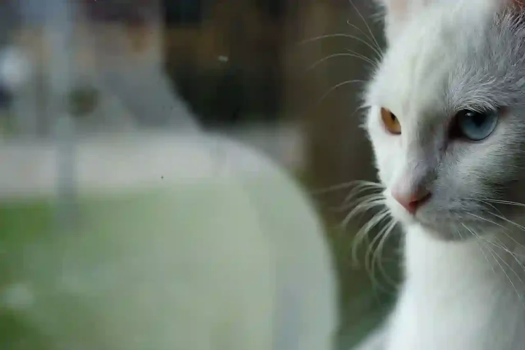 mirroring white cat