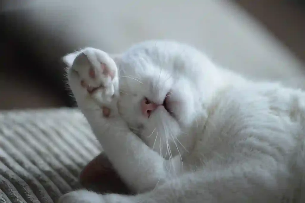 white cat sleeping on a couch