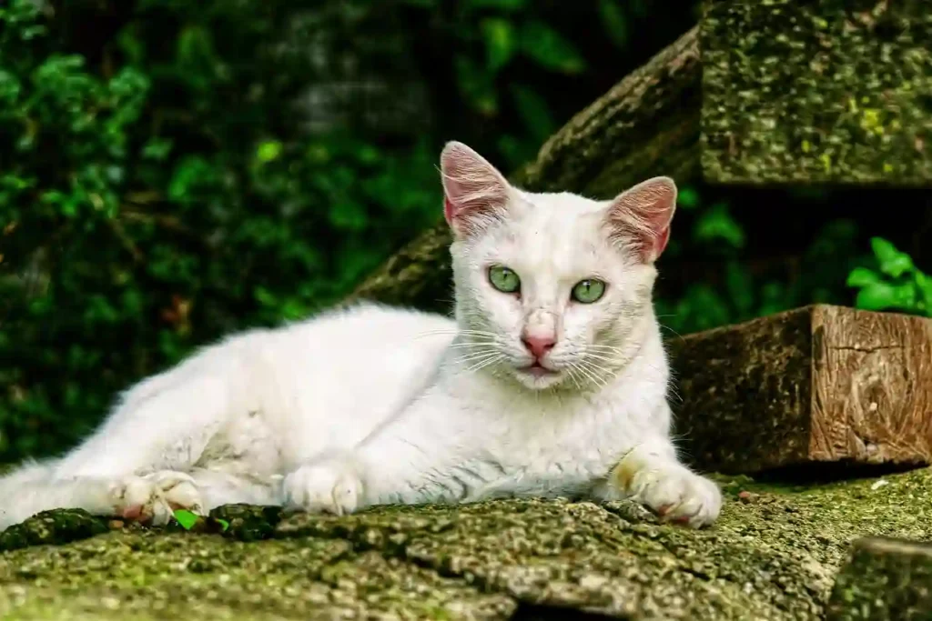 White Cat Dream Biblical Meaning and Symbolism