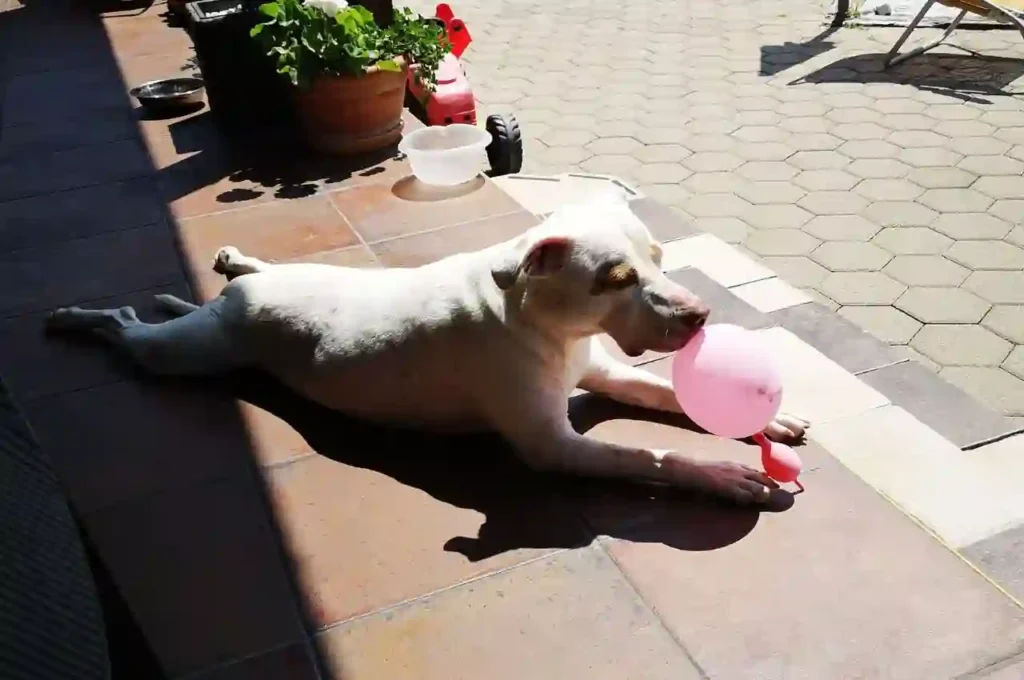 dog playing with a baloon