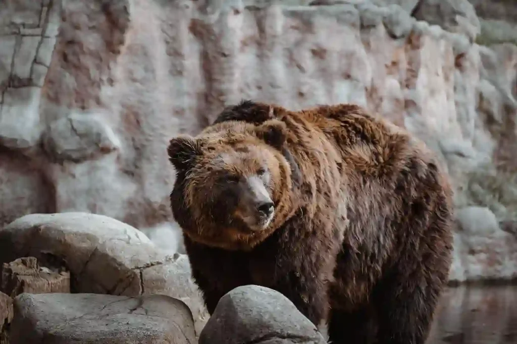 Biblical Meaning of Bears in Dreams