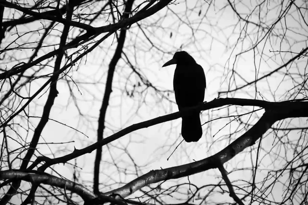 raven sitting on a tree