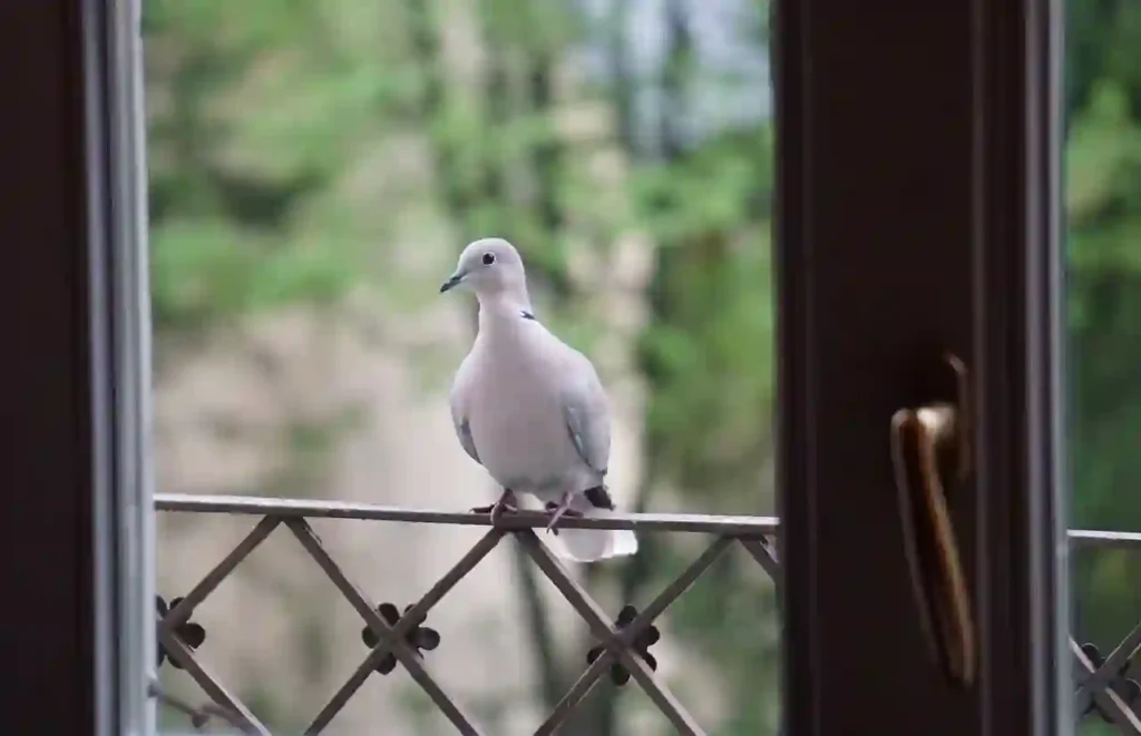 A dove sitting on the fence