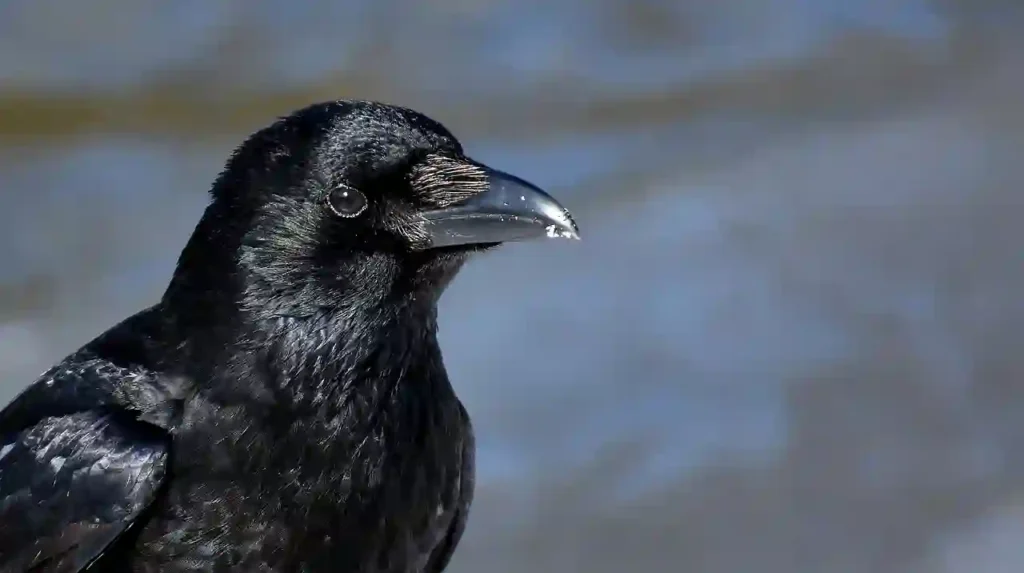 common raven black