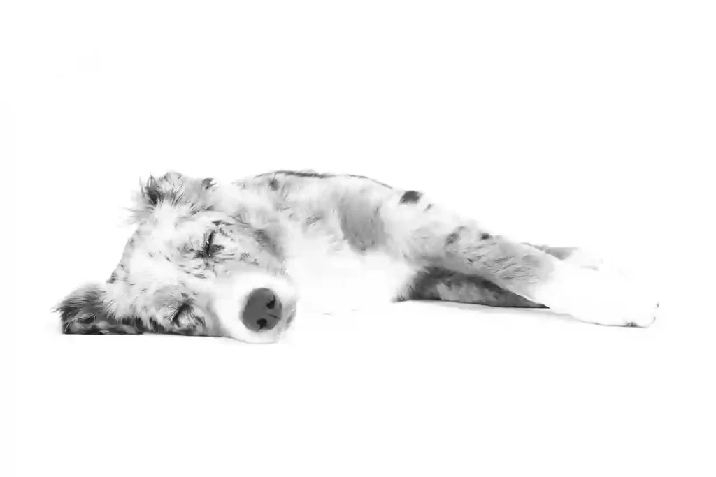 dying dog black white