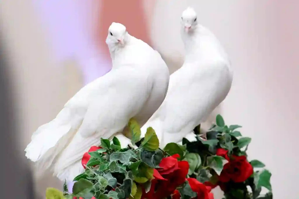 couple of doves at wedding