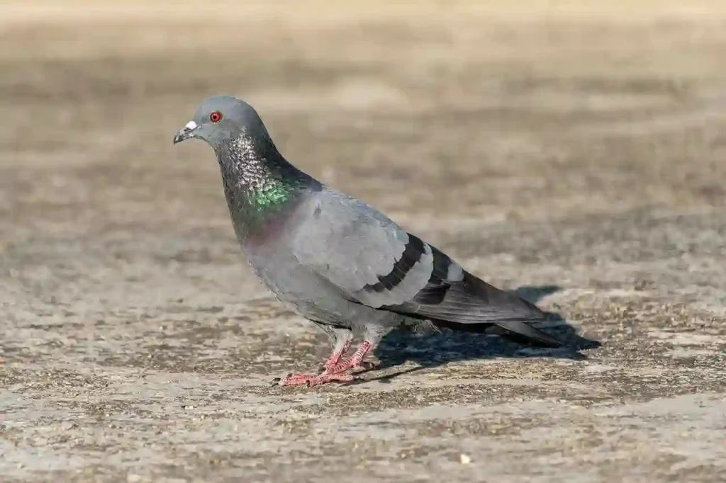 bird pigeon dove