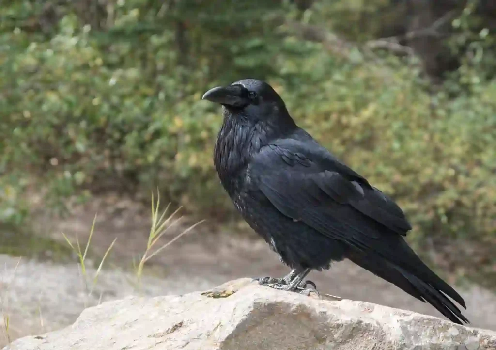 biblical meaning of raven in dreams