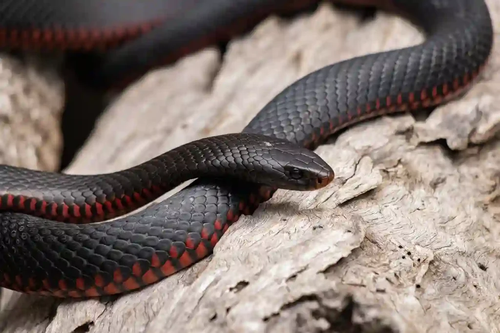 black snake in nature