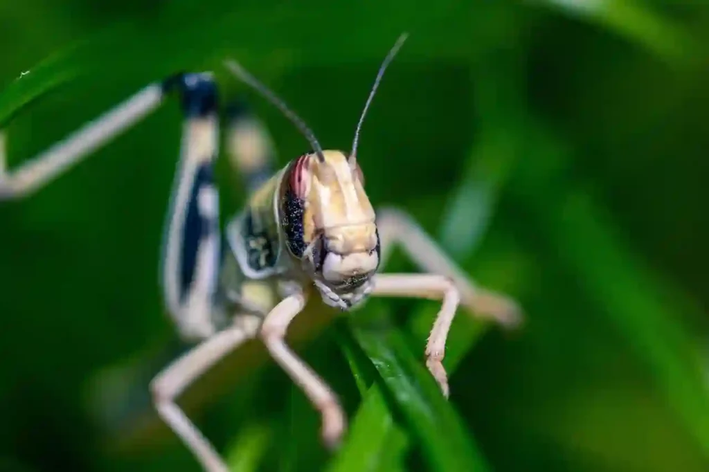 desert locust in nature