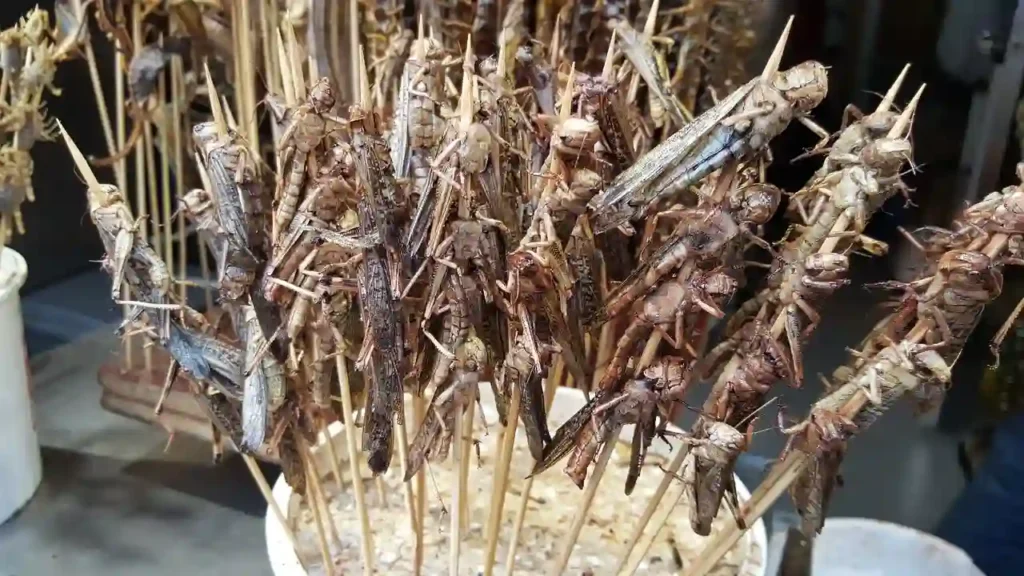 grasshopper locust food